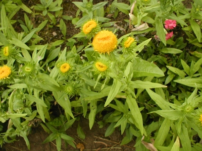 1437522019_inula 95.jpg